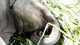 น้ำเพชรนอนกรน555ฝันดีลูก