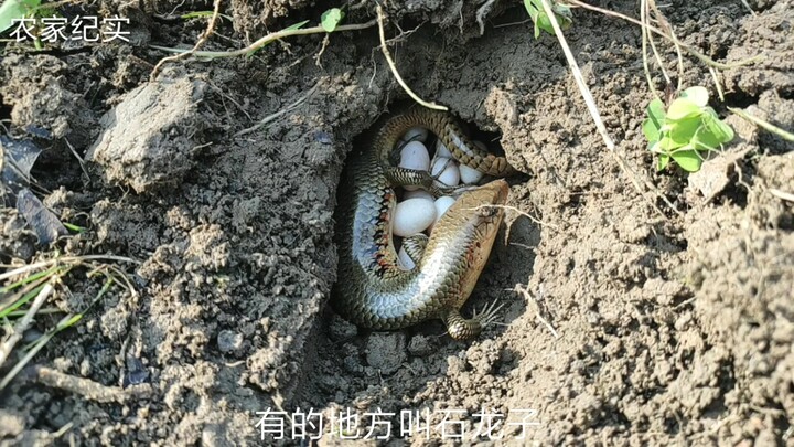 عمّال القرية ذهبوا إلى الحقل ليحفروا التربة ويزرعوا الخضروات، فعثروا على سحلية حجرية، وكانت تصرفاتهم