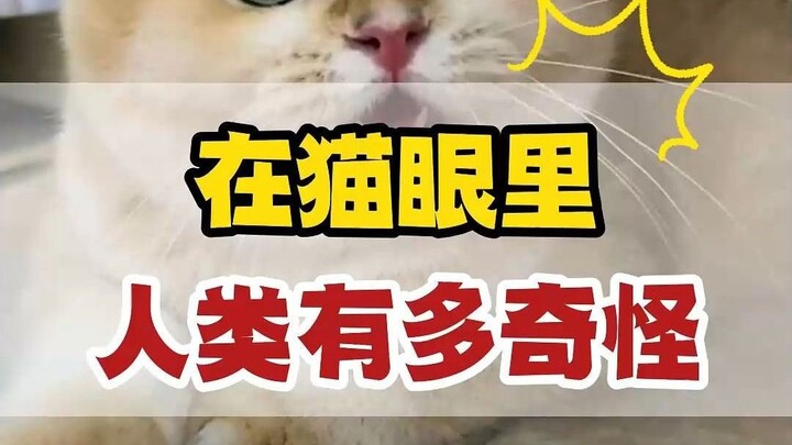 كم يبدو البشر غريبين في عيون القطط؟