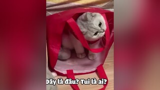 Một chiếc mèo mới về nhà❤️xuhuong meocute rosepet4