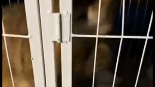 Kucing ini penuh dengan sifat pembangkangan