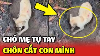 Chó mẹ TỰ TAY CHÔN CẤT con mình sau khi BỊ TẤN CÔNG bởi người lạ 😔 | Yêu Lu