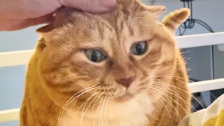 This little thing looks really chic.