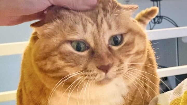 This little thing looks really chic.