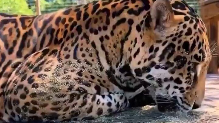 The zookeeper gave the jaguar some catnip, and in an instant, the “jungle king” was completely won o
