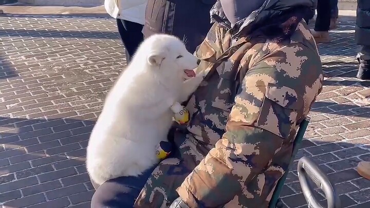 Who could possibly resist this? I just want to pet it—it’s so cute!