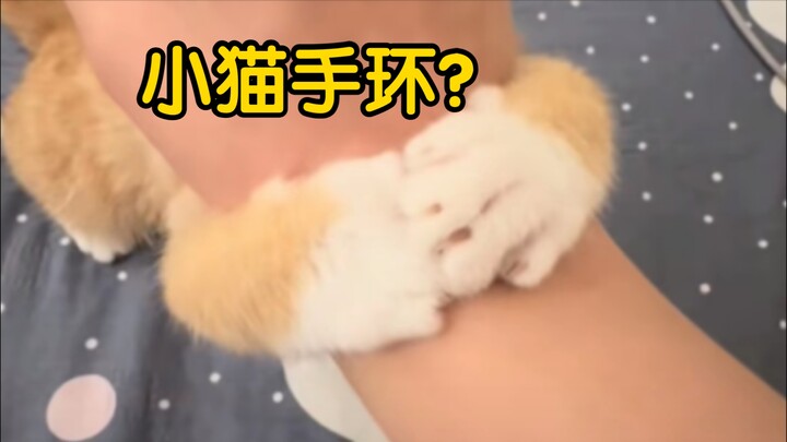 هذا النوع من القطط التي لا تسمح بالمس، عليك أن تبادر أولاً للسيطرة.