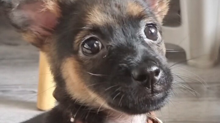 The doctor said: Your dog will be very honest when he grows up. I wonder how honest he can be?
