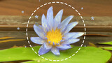 Water Lily in Fish Tank Finanlly Blooms