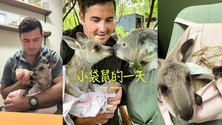 หนึ่งวันของจิงโจ้น้อย 🦘