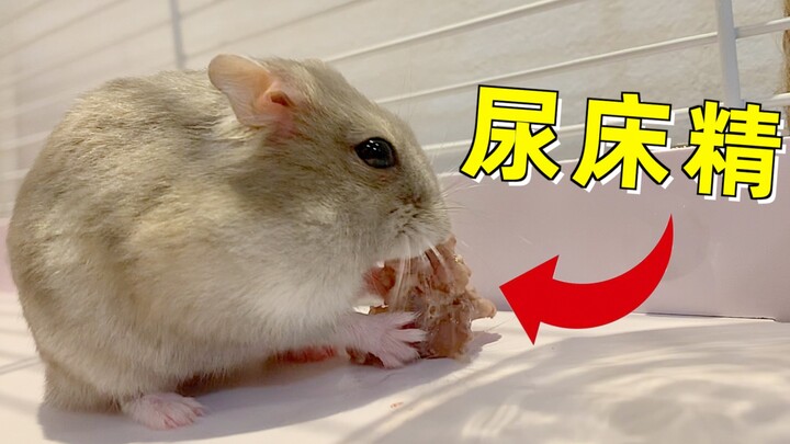 The little hamster wet the bed, but instead of being punished, it was treated to a huge feast of mea