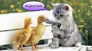 KUCING LUCU TAPI GAK NAKAL