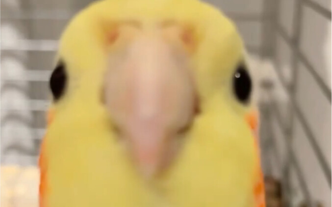 Nhưng mà… má phúng phính của trẻ con thật đáng yêu mà