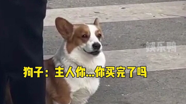 Corgi: I can still… hold on… yue… Wait for me… yue… just a moment…