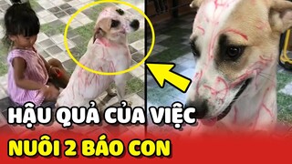 Hậu quả của việc trong nhà nuôi phải 2 CON BÁO nghịch ngợm 😂 | Yêu Lu