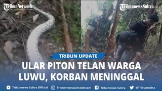 Ngeri! Ular Piton 10 Meter Telan Wanita hingga Tewas di Luwu Sulawesi Selatan, Ditemukan Suami