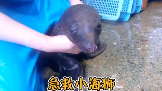 刚刚降生的小海狮，却没有了生命迹象，海狮妈妈哀嚎着向人求救！