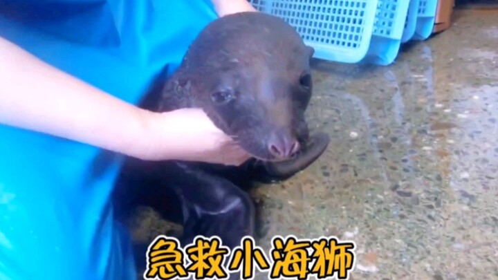 刚刚降生的小海狮，却没有了生命迹象，海狮妈妈哀嚎着向人求救！