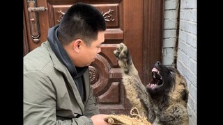 في سن مبكرة جدًا، لديه طبع معاند، إذا لم يتم تصحيحه الآن، فماذا سيحدث عندما يكبر؟