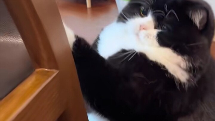 Cat: When you’re loved, who isn’t a little cutie?