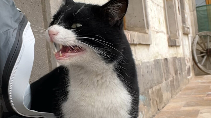 Real-Life Tips for Mastering the Art of Cuddle-Catting in Turkey!