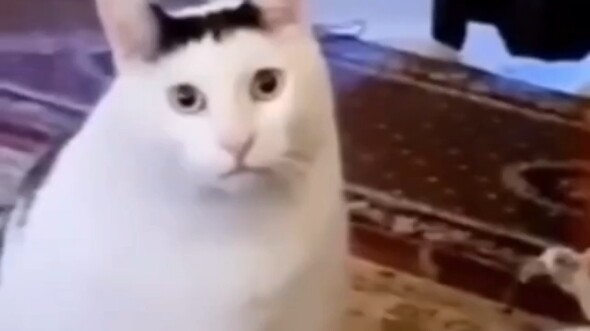 The real original version of "Confused Cat," with no voiceover.