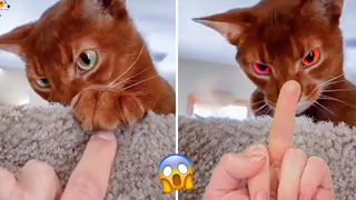 อย่ากวนแมว!!! 🐕🐈 วิดีโอปฏิกิริยาของ Super Dogs และ Cats