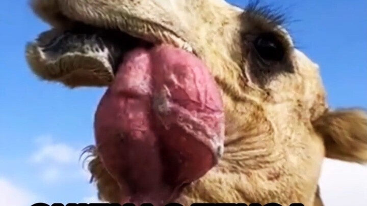 🐫 🤯¿Por qué los camellos inflan esta bolsa por la boca? 😱