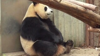 大熊猫园润：我心里的苦你们不懂