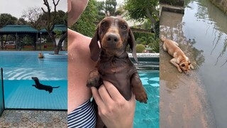 狗狗已下水 勿念~