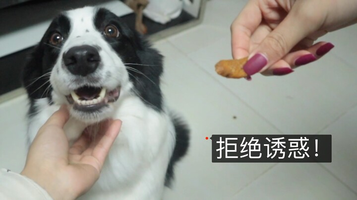 When faced with their owner’s petting and delicious beef jerky, which would a Border Collie and a Hu