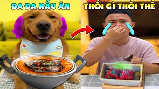 Thú Cưng Vlog | Đa Đa Đại Náo Bố #12 | Chó gâu đần thông minh vui nhộn | Smart dog golden pets