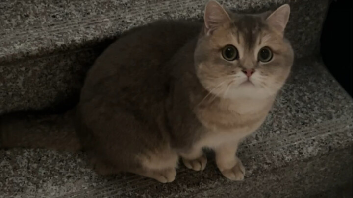 What worries could a little kitten possibly have?