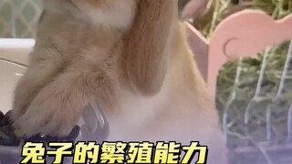 兔子的繁衍能力到底有多强