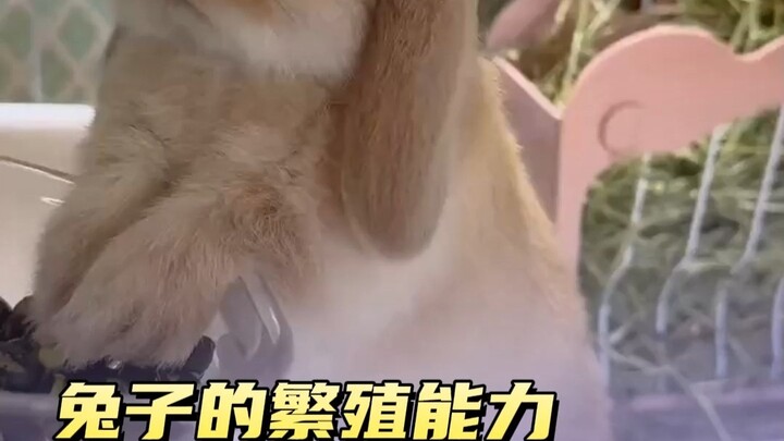 兔子的繁衍能力到底有多强