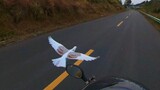 绕山飞行20公里，都不带喘气的，鸽子滑翔起来也太漂亮了！