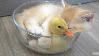 Kucing tidur dengan anak bebek di dalam mangkuk