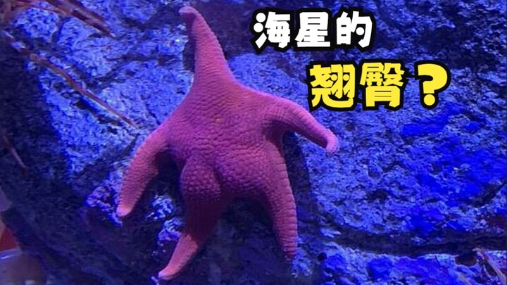 Did the starfish get so fat that it grew a butt?