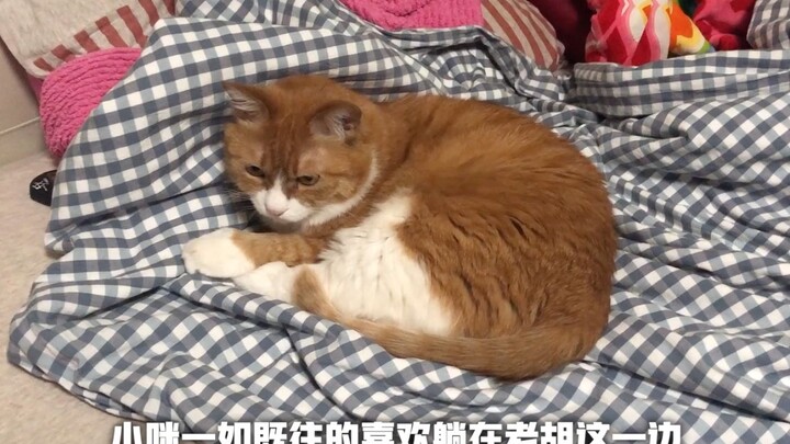 Pretending to be a room tour, today I'll introduce you to the spots where Da Mi and Xiao Mi love to 