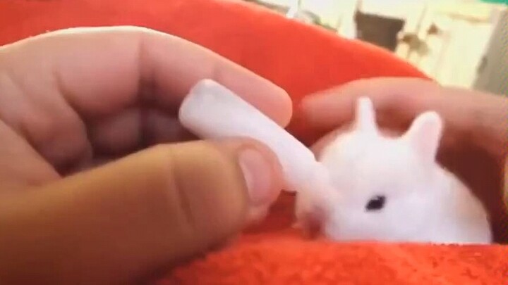 【Rabbit】No one can refuse to step on the milk bunny!