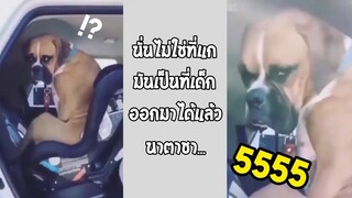 รวมคลิปตลกๆ : ถึงตัวจะเป็นหมา…เเต่ใจนั้นเป็นเด็ก!!!
