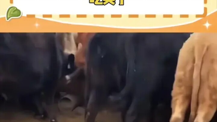 Cow: So full—just lying down to eat is way more comfortable than standing.