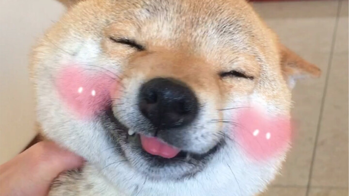 The cover can’t even fit Doubao’s head!