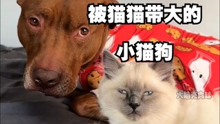 Một chú chó Pitbull được mèo nuôi lớn~ hoàn toàn là chó mèo!!