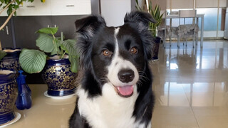 Beginilah Kecerdasan Border Collie