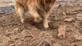 "On How My Dog Thinks That Planting Potatoes Yields Potatoes and Planting Bulbs Yields Bulbs"