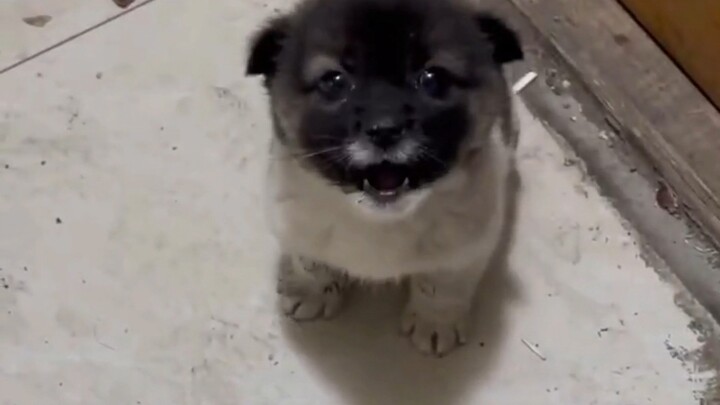 Why is this dog even swearing??