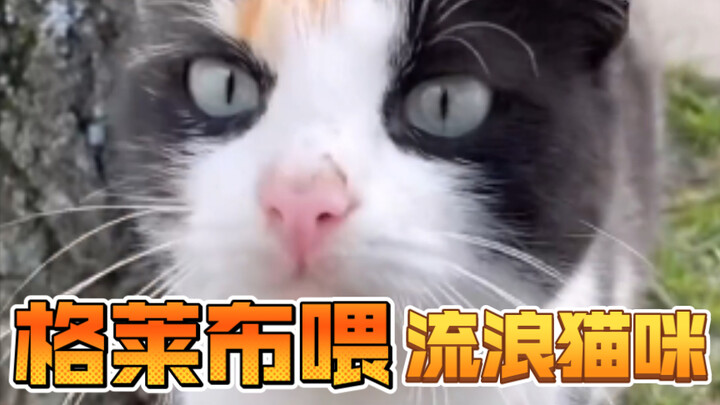 Gleb Feeds Stray Cats