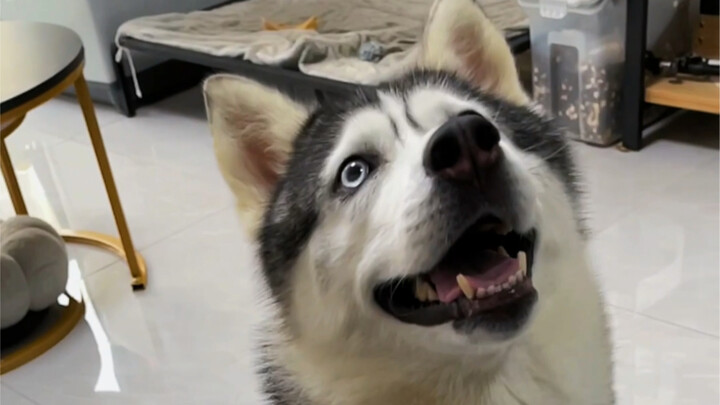 Thử hỏi có ai cưỡng lại được JK đây?