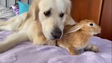 หมากอดกระต่าย-มิตรภาพน่ารัก
